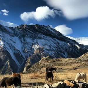 himalayangorilla_Annapurna_circuit_trek (1)