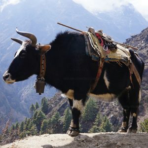 himalayangorilla_namcheA (19)