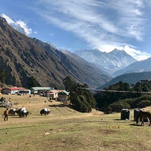 himalayangorilla_tengbocheA (15)