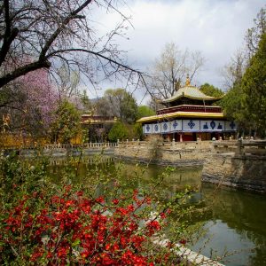 Himalayangorilla_Norbulingka_palace (2)