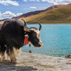 himalayabgorilla_yamdrok_lake (4)