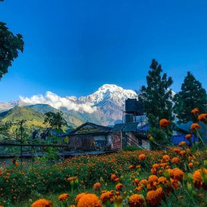 himalayangorilla_Annapurna_BAse_Camp_Trek (6)