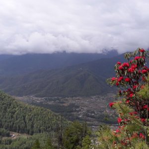himalayangorilla_Kitiphu_Ridge_trek10