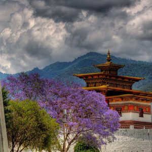 himalayangorilla_Land_of_the_Thunder_Dragon3