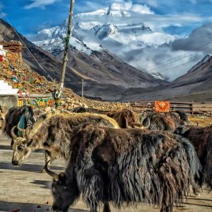 himalayangorilla_Rongbuk_Monastery (2)