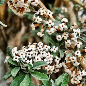 himalayangorilla_Sera_Monastery (4)