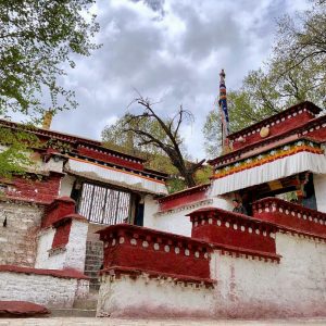 himalayangorilla_Sera_Monastery (5)