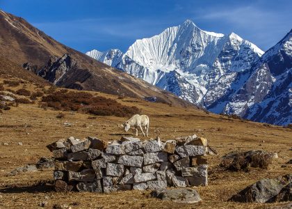 Tamang Heritage Trek