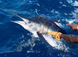 Leisure with Pleasure