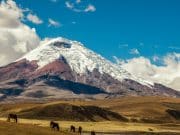 Leisure with Pleasure