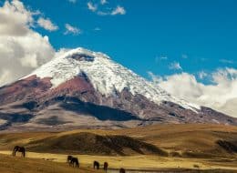 Leisure with Pleasure